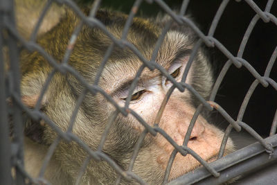 Close-up of monkey in cage at zoo