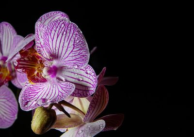 Close-up of purple flowering plant against black background