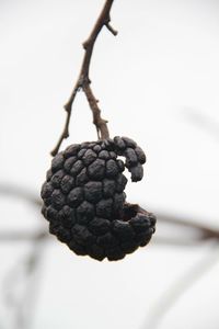 Close-up of black fruit