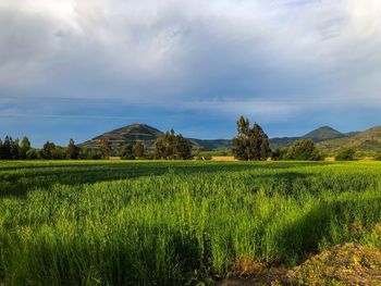 Scenic view of agricultural field against sky