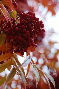 Low angle view of flowers on tree