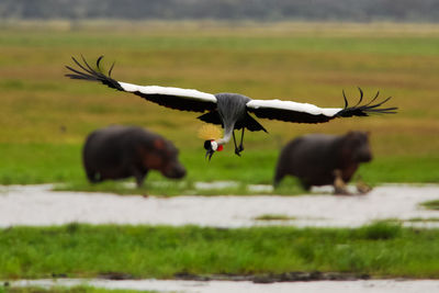 Birds flying over a field