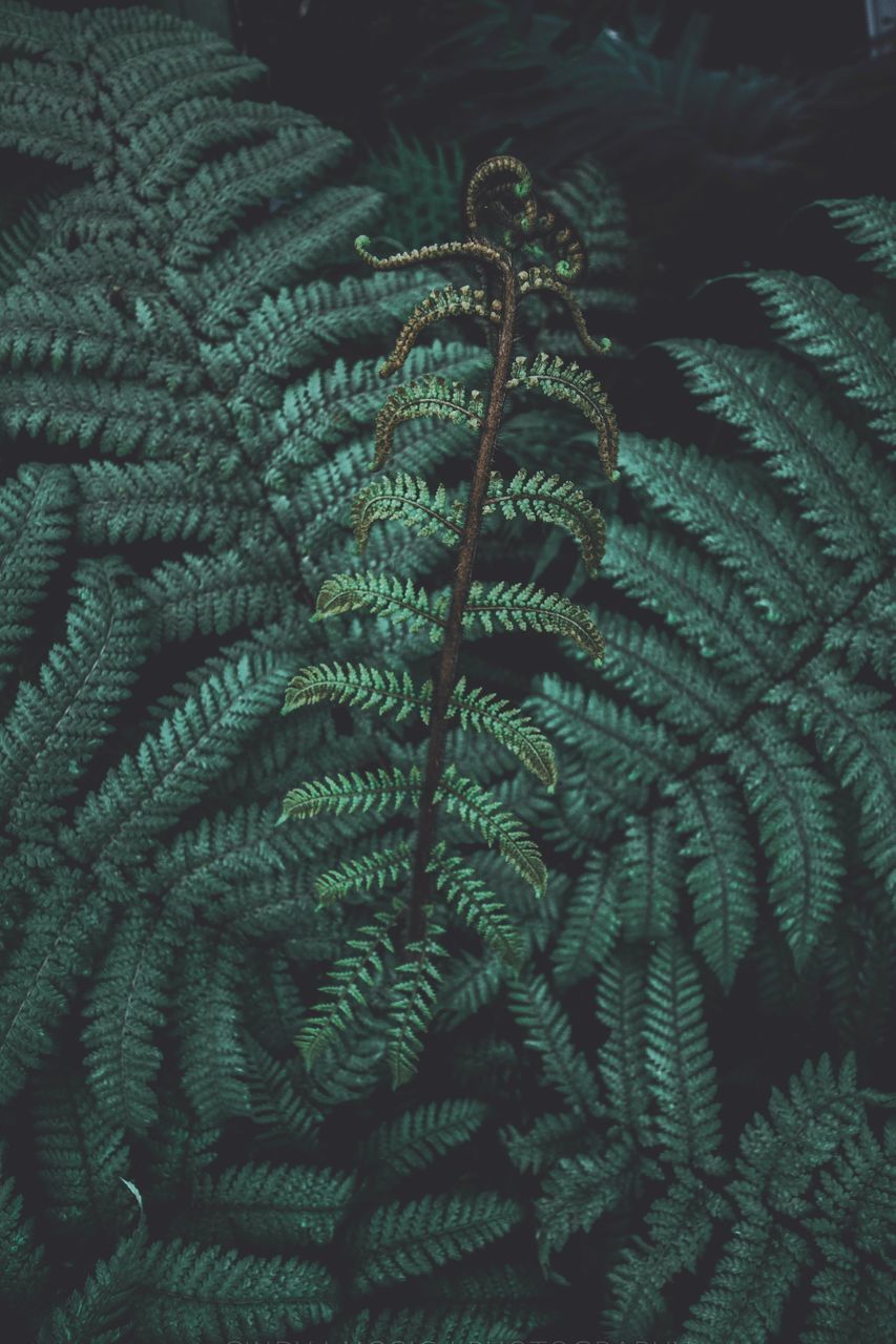 CLOSE-UP OF FERN