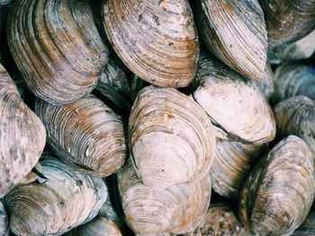 Full frame shot of clams