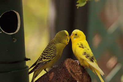 Courting budgerigar parakeet birds melopsittacus undulatus offer each other seed.