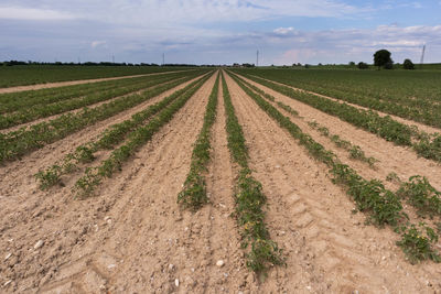 Scenic view of agricultural field against sky