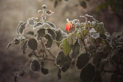 Close-up of wilted plant with red leaves