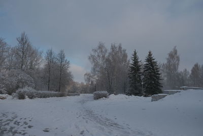 Snow covered land and trees against sky