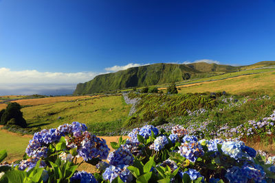 Scenic view of landscape against clear blue sky