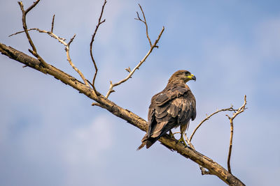 Close up image of black kite, milvus migrans bird sitting on top of tree.