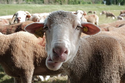 Close-up portrait of sheep