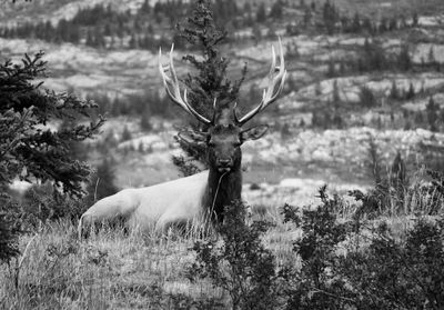 Horse on tree