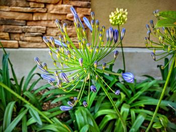 Close-up of purple flowers