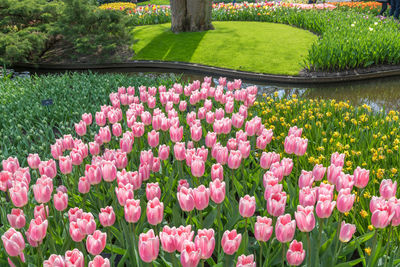 Pink tulips in garden