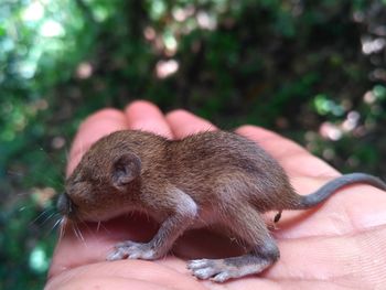 Close-up of person holding hand