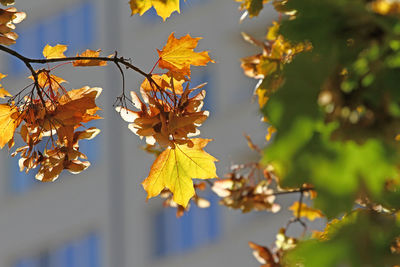 Close-up of autumnal leaves against blurred background