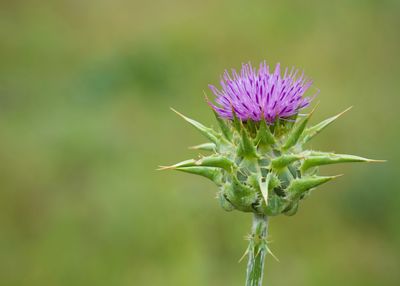 Close-up of purple thistle flower