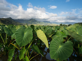 Close-up of green leaves on land against sky