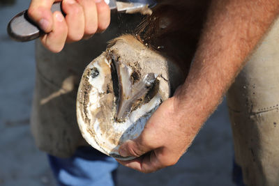 Midsection of man holding horse leg