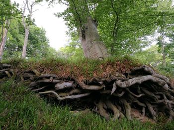 Dead tree on field in forest