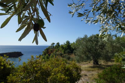 Scenic view of sea against clear sky