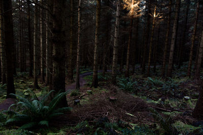 Pine trees in forest