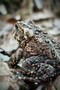 Close-up of frog on rock