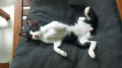 Cat resting on bed