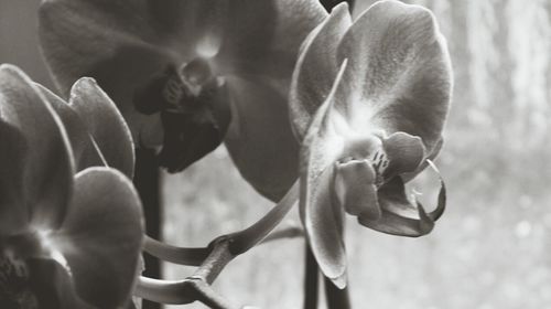 Close-up of flowering plant