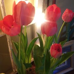 Close-up of red tulips