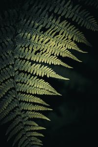 Close-up of fern leaves