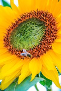 Close-up of bee on sunflower