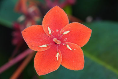 Close-up of red flowering plant