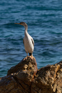 Bird perching on rock by sea