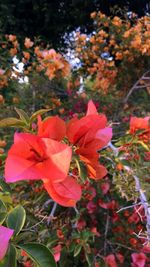 Close-up of red flowers