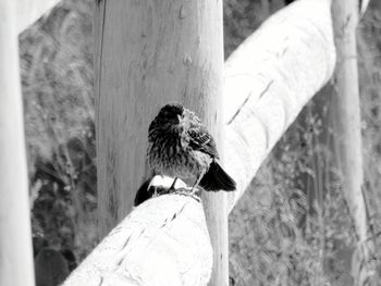 Close-up of bird perching on tree trunk