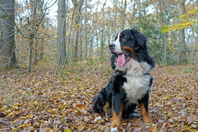 Bernese mountain dog sitting in the forest in fall