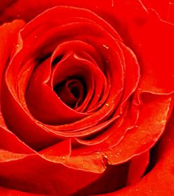 Macro shot of rose