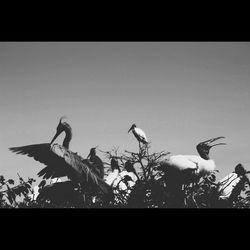 Low angle view of birds flying against the sky