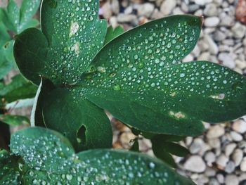 Close-up of raindrops on leaves