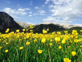 Yellow flowering plants growing on field against sky