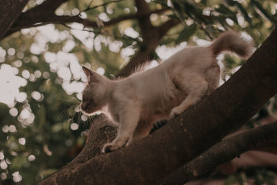 Low angle view of cat on tree