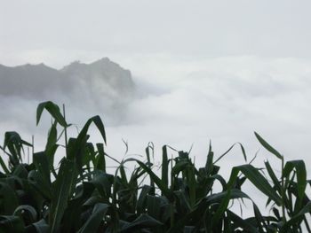 Close-up of corn field against sky