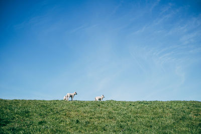 Horse grazing on field against sky