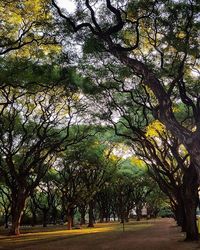 Trees growing in a row