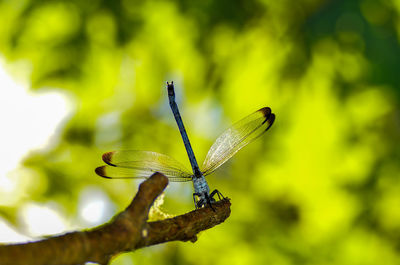 Close-up of dragonfly on leaf