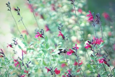 Close-up of flowers blooming outdoors