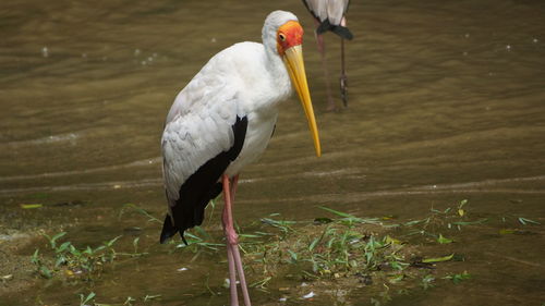 View of a bird drinking water