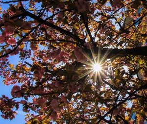 Low angle view of sunlight streaming through tree