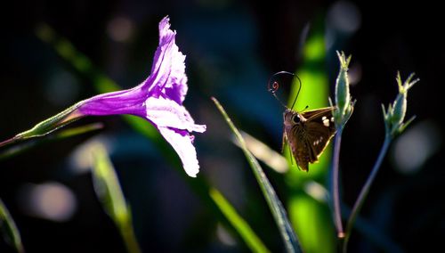 Close-up of butterfly in front of purple flower